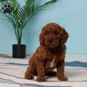 Elara, Miniature Poodle Puppy